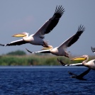 Pelicans Photo - Leonov Valeriu
